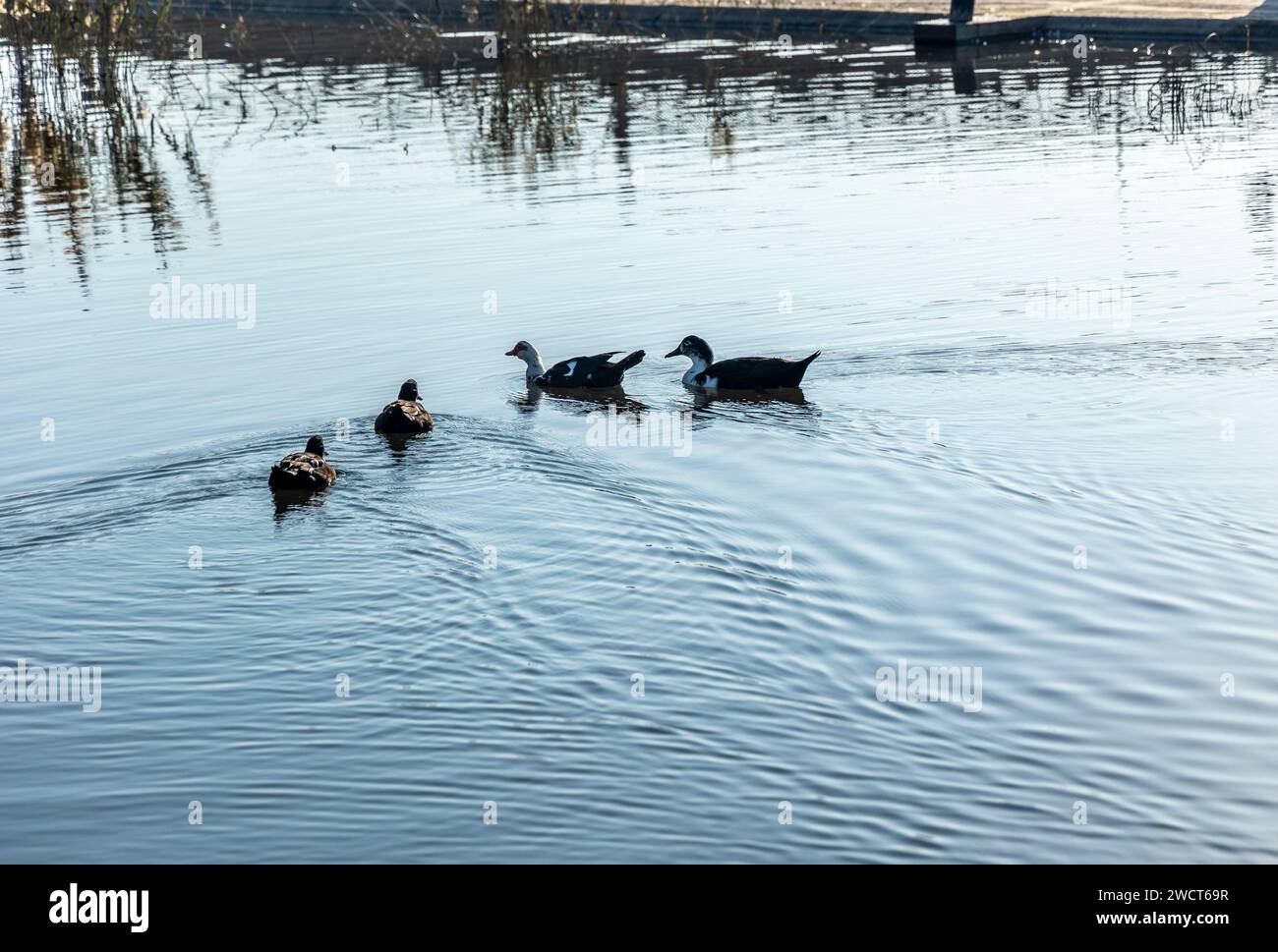 Hatta, Dubaï, Émirats arabes Unis. 13 janvier 2024. Le magnifique lac Leem à Hatta Dubaï, avec ses fermes environnantes et les attractions à proximité Banque D'Images