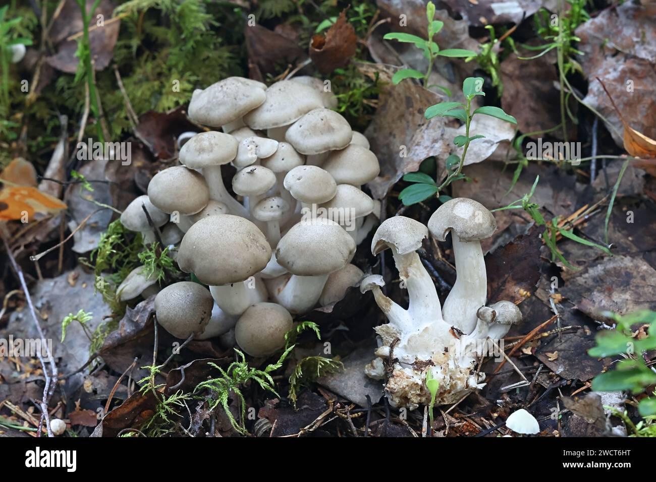 Lyophyllum fumosum, parfois appelé champignon de poulet frit, champignon sauvage de Finlande Banque D'Images