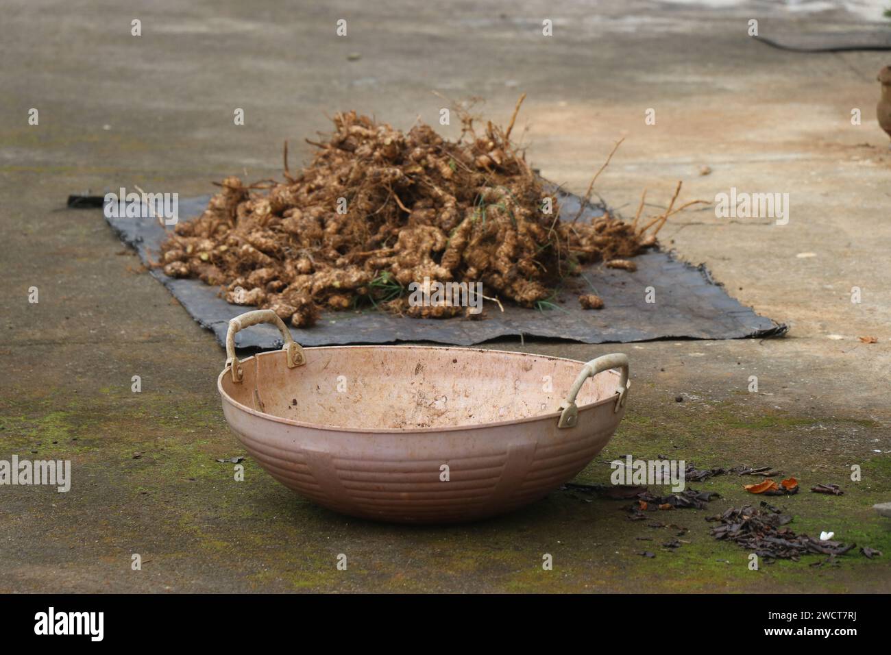 Panier vide avec des racines de gingembre fraîchement récoltées sur le fond. Le gingembre est utilisé comme ingrédient et médicament Banque D'Images