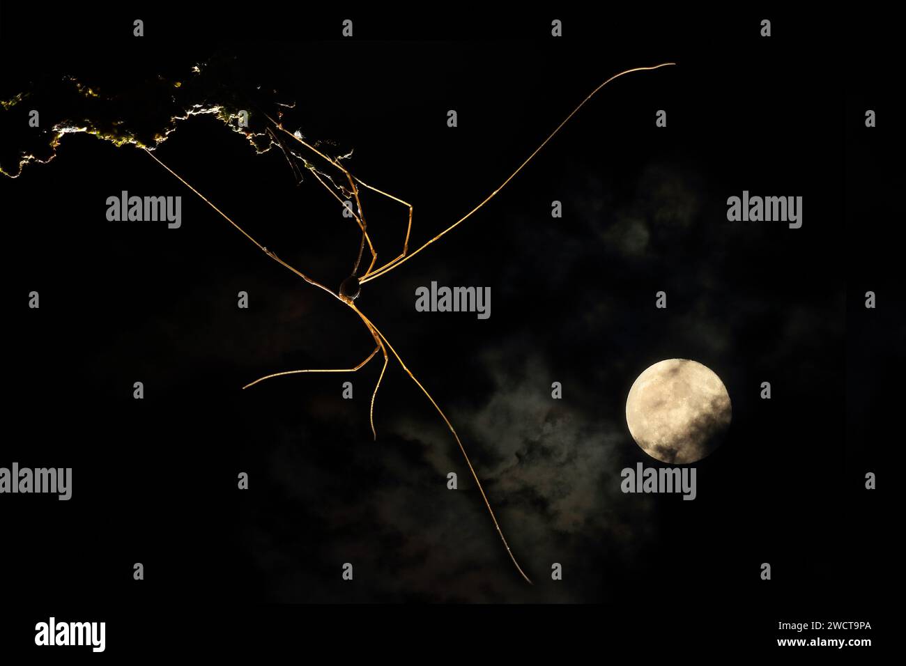 Une araignée crânienne projette une silhouette étrange contre un ciel clair de lune, ses membres allongés reposant délicatement sur une branche couverte de mousse sur fond sombre Banque D'Images