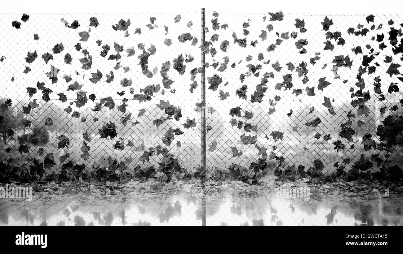 Photographie en noir et blanc capturant l'interaction poétique de feuilles tombées enchevêtrées sur une clôture à maillons de chaîne avec leur reflet créant un miroir ima Banque D'Images