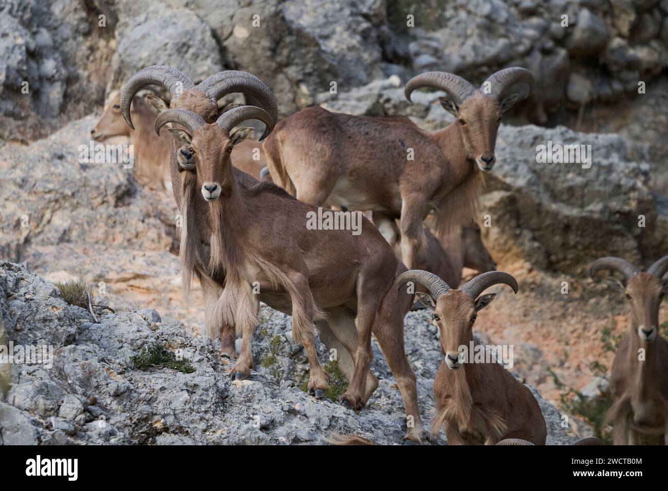 Un groupe de moutons barbaresques rassemblent sur terrain rocheux leurs cornes incurvées caractéristiques de l'espèce Banque D'Images