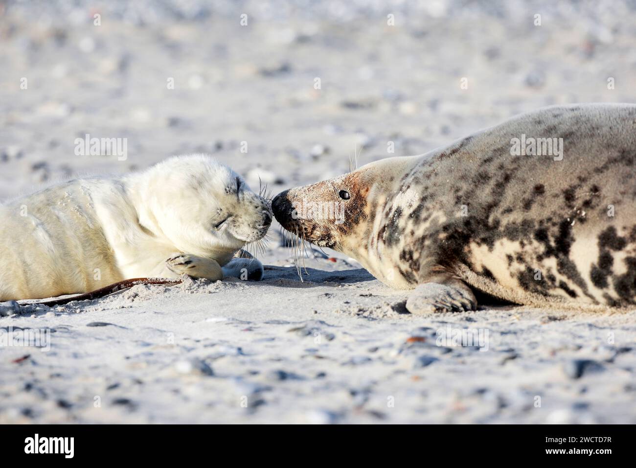 Kegelrobben Baby und Muttertier liegen am Strand und beschnuppern sich, auf Insel Düne BEI Helgoland, Deutschland Banque D'Images