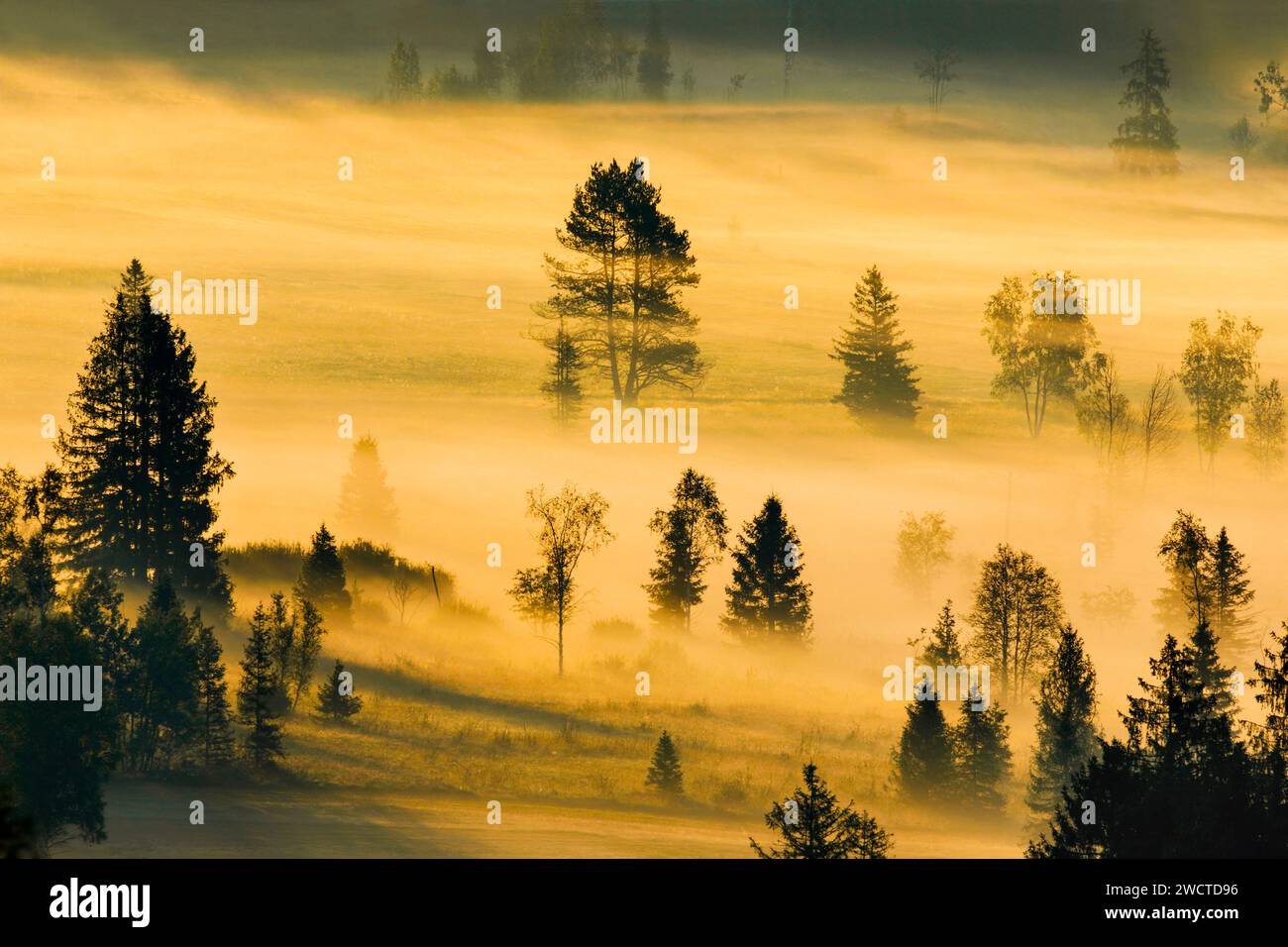 Nebelschwaden und Bäume beim Hochmoor Rothenthurm, Kanton Schyz, Suisse Banque D'Images