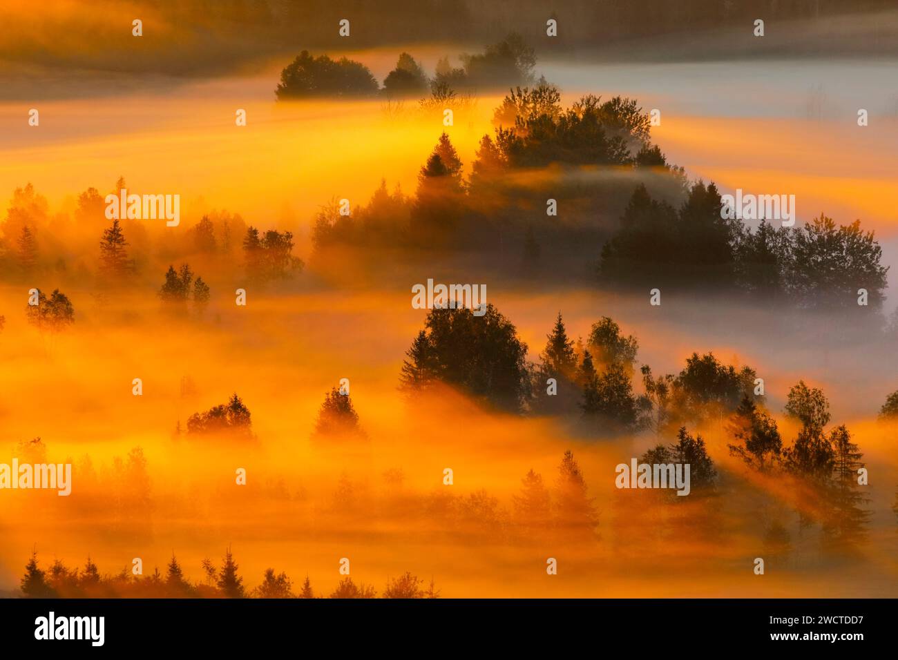 Nebelschwaden und Wald beim Hochmoor Rothenthurm, Kanton Schyz, Suisse Banque D'Images