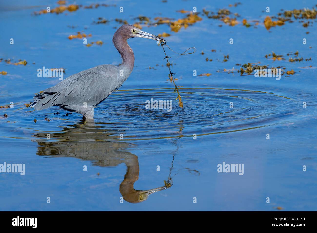 Héron tricolore (Egretta tricolor) attraper un poisson dans l'eau, Merritt Island, Floride, USA. Banque D'Images