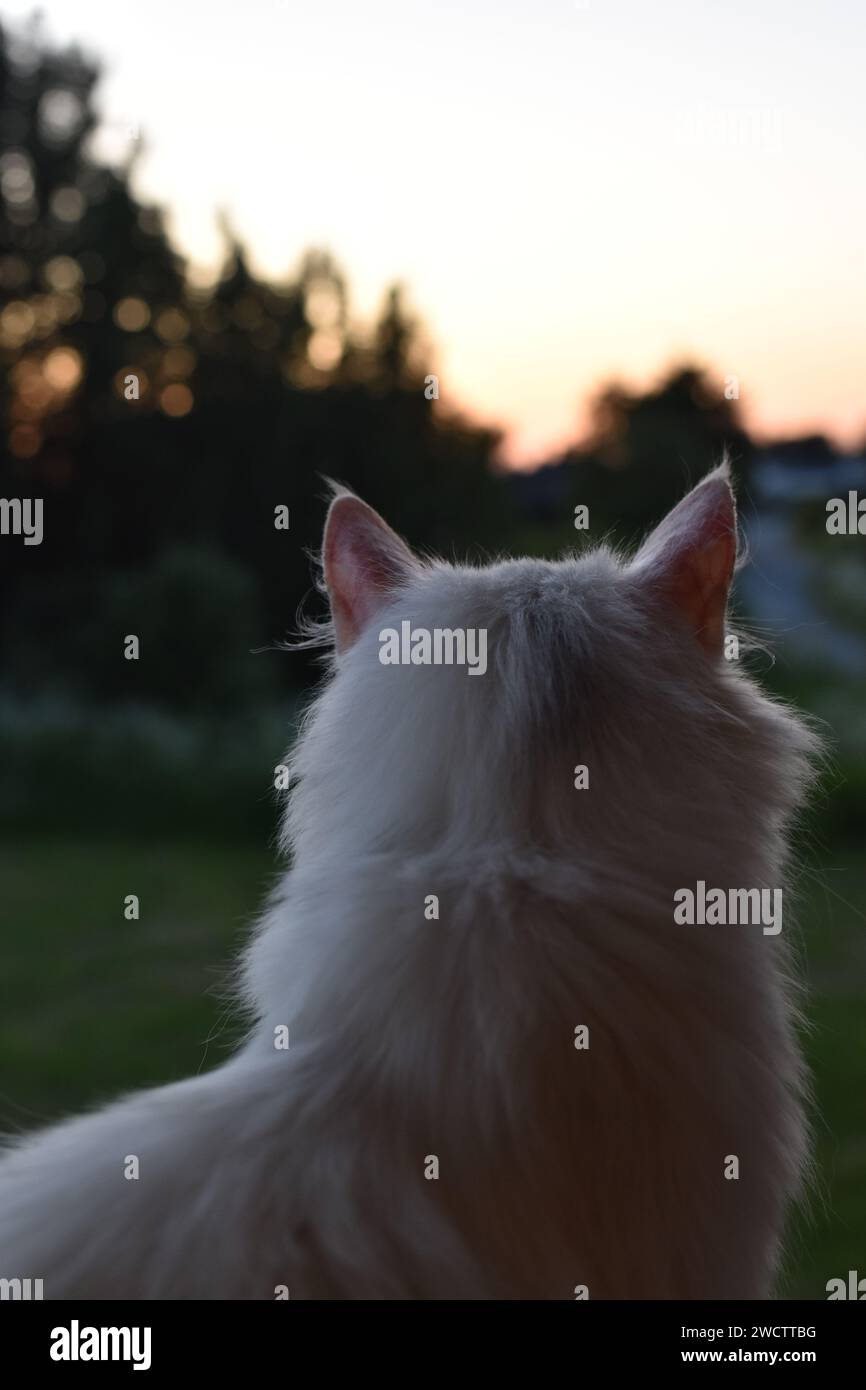 Chat jetant un coup d'œil au coucher du soleil dans une forêt norvégienne Banque D'Images