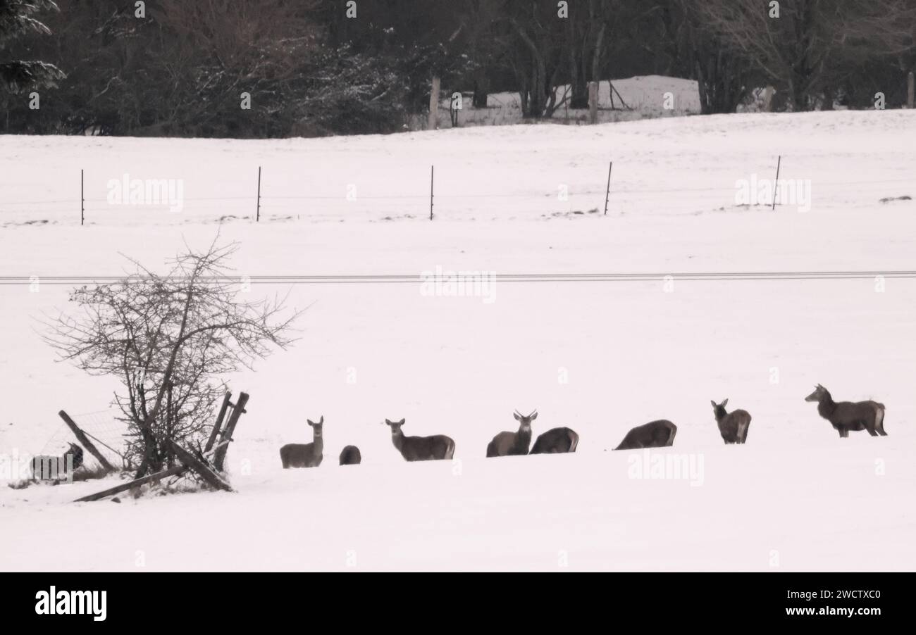 Blankenheim, Allemagne. 17 janvier 2024. Un troupeau de cerfs roux cherche de la nourriture dans la neige dans l'Eifel. Crédit : David Young/dpa/Alamy Live News Banque D'Images