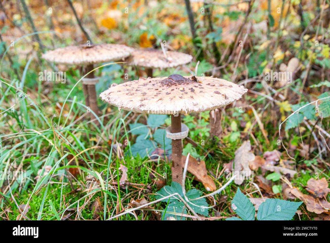 Macrolepiota procera poussant dans la forêt en automne, un grand spécimen. Banque D'Images