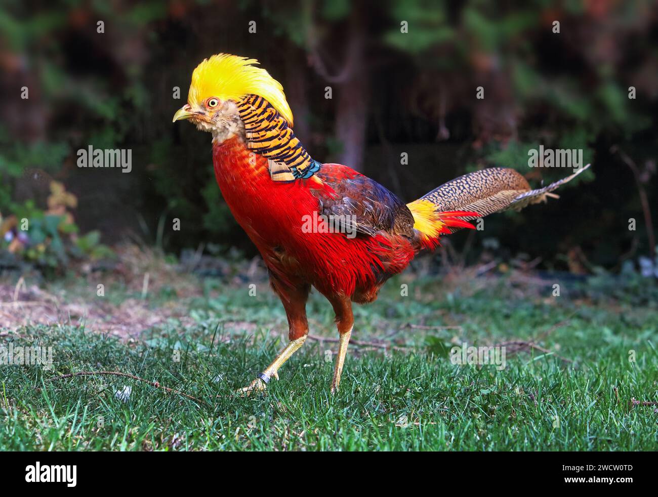 Faisan doré - Chrysolophus pictus dans la nature verte Banque D'Images