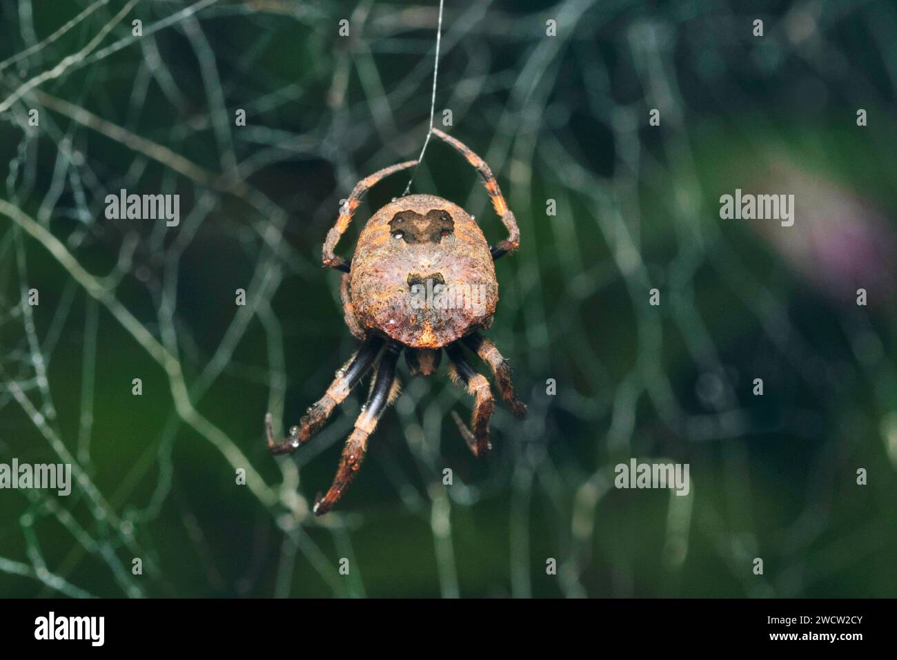 Énorme mimie araignée, Poltys illepidus, Satara, Maharashtra, Inde Banque D'Images
