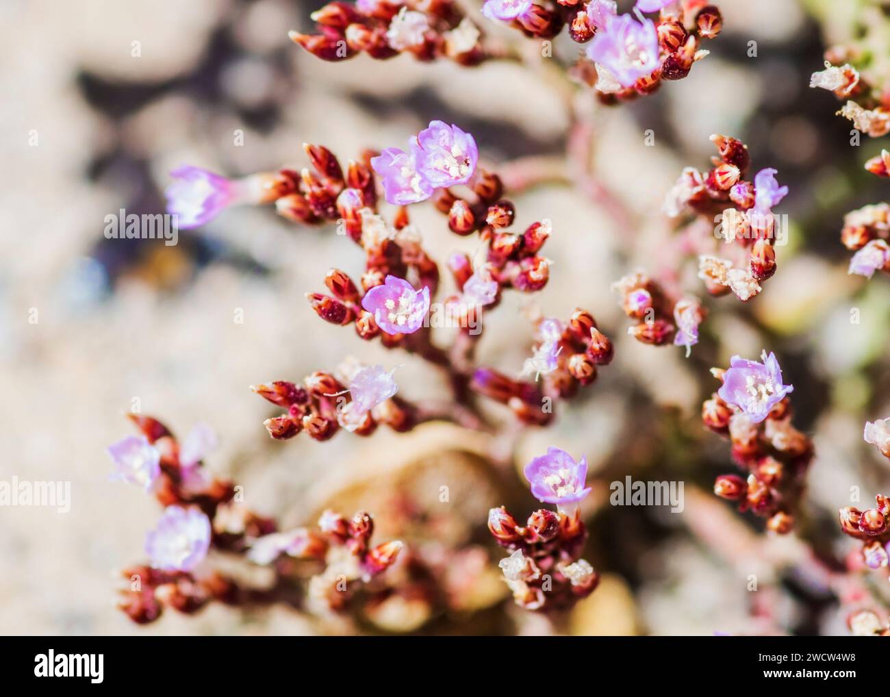 Succulentes Lithops Lichen Lüderitz plantes du désert de Namibie Banque D'Images