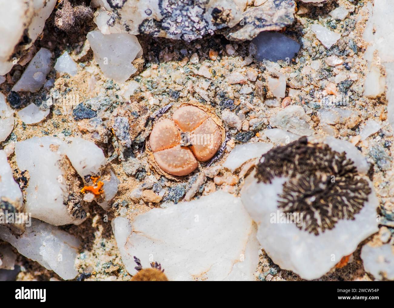 Succulentes Lithops Lichen Lüderitz plantes du désert de Namibie Banque D'Images