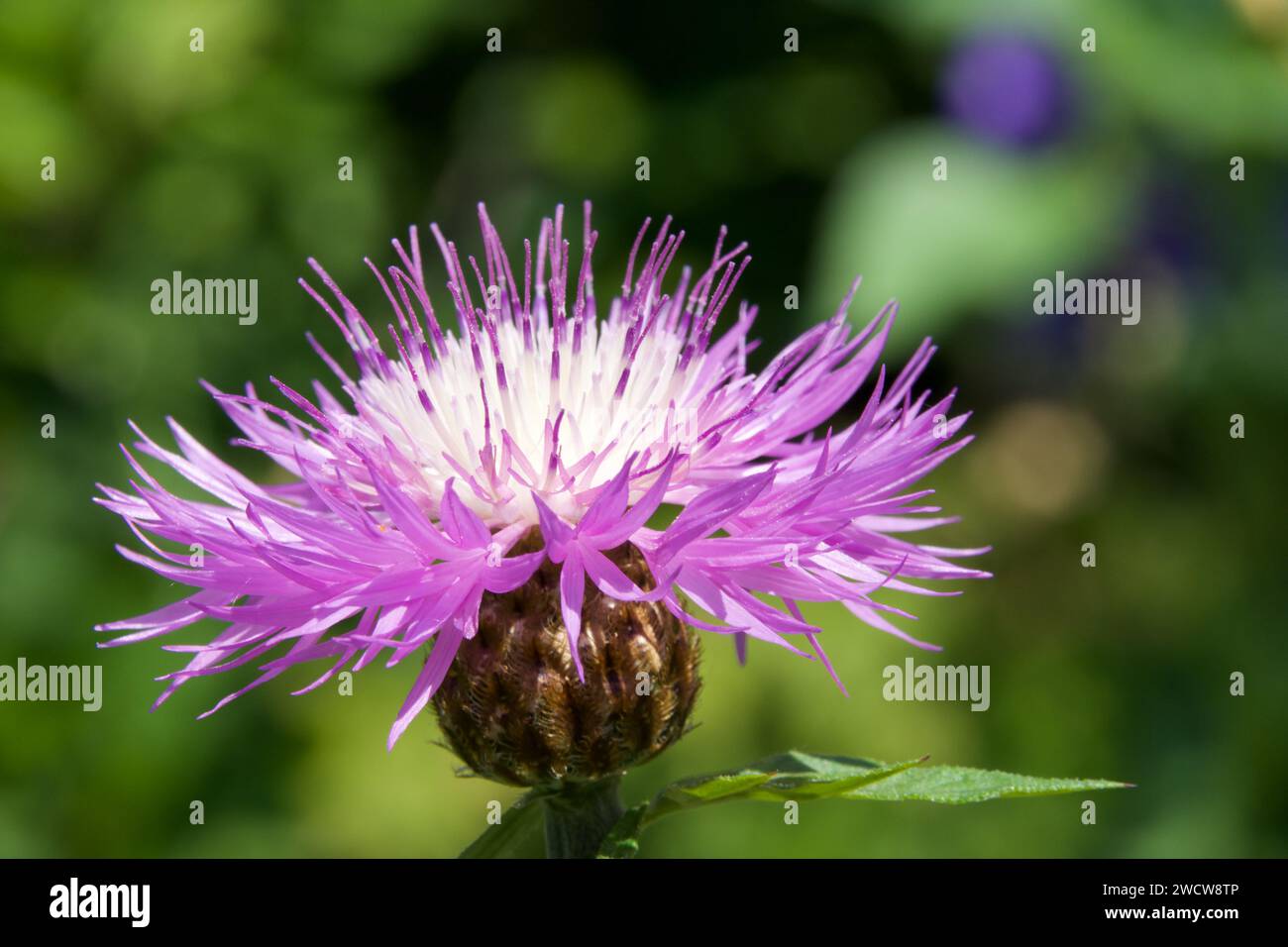 Bleuet avec une fleur de couleur bleu vif Banque D'Images