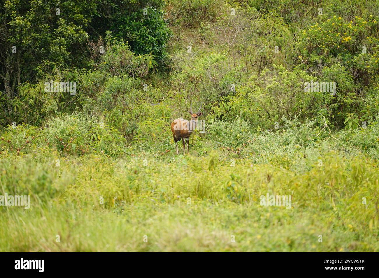 nature sauvage africaine, antilope zambienne mâle plissée dans un environnement luxuriant Banque D'Images