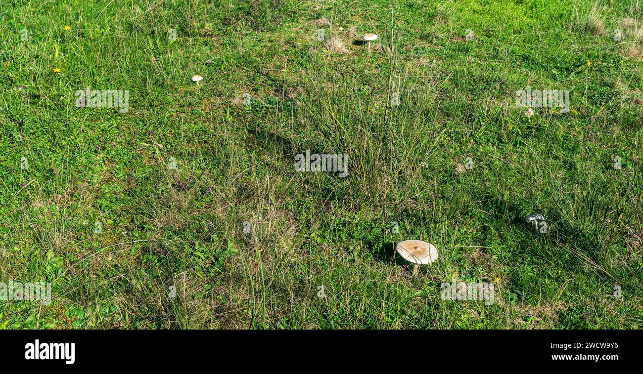 Champignons Macrolepiota procera sur le pré du début de l'automne dans la zone protégée Grosser Weidentech près de la ville de Plauen en Allemagne Banque D'Images