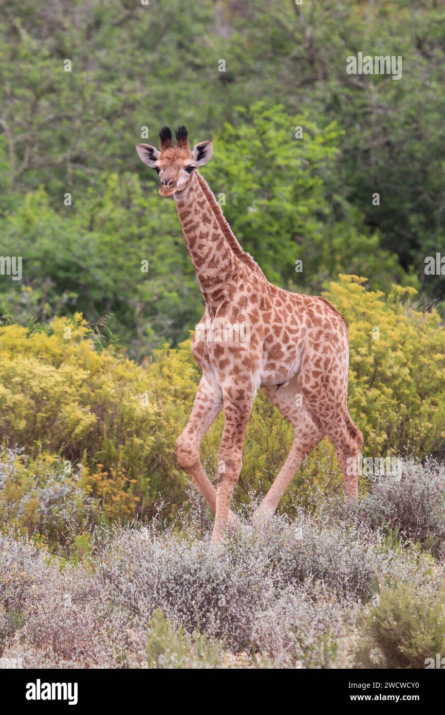 Bébé girafe Banque D'Images