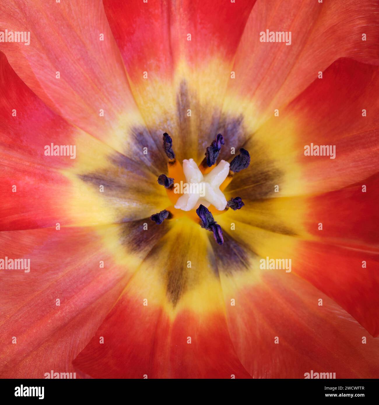 Une vue rapprochée de l'intérieur d'une tulipe montrant la pistale et l'étamine entourées d'un éclat de pétales colorés. Banque D'Images