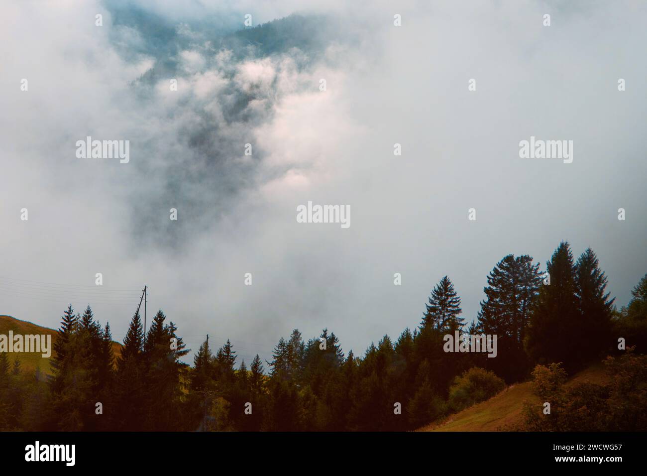 Autumn's Whisper : a Serene Alpine Forest Edge in the Mountain Mist Banque D'Images