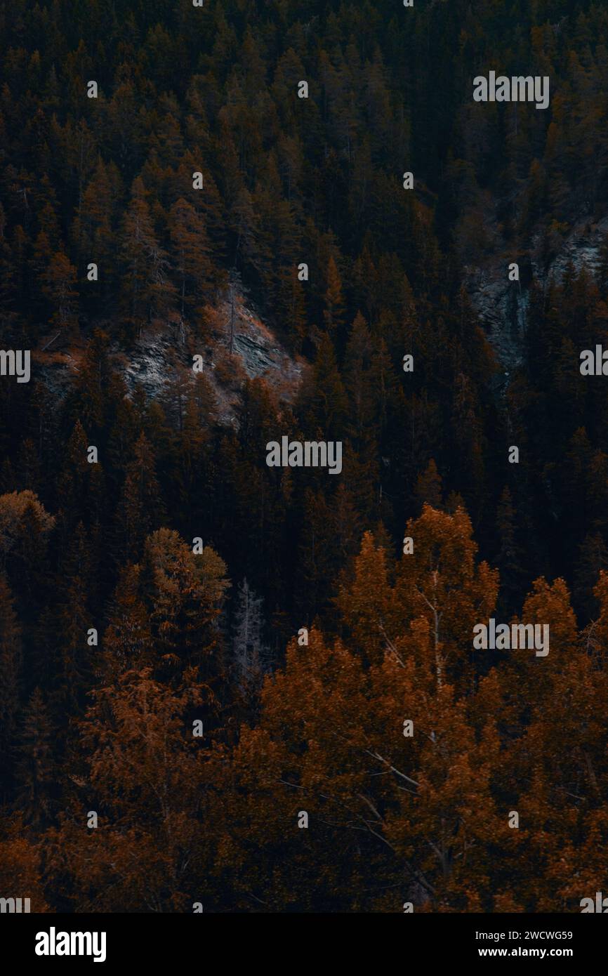 Palette d'automne : une symphonie d'or et de vert dans la forêt alpine Banque D'Images