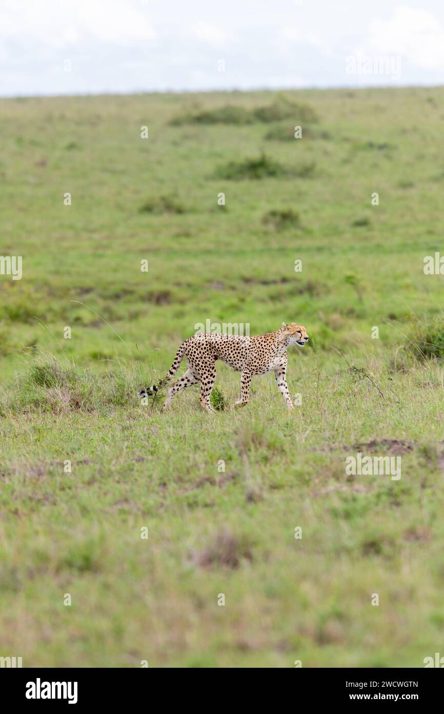 Le Guépard (Acinonyx jubatus), Masai Mara, Kenya Banque D'Images