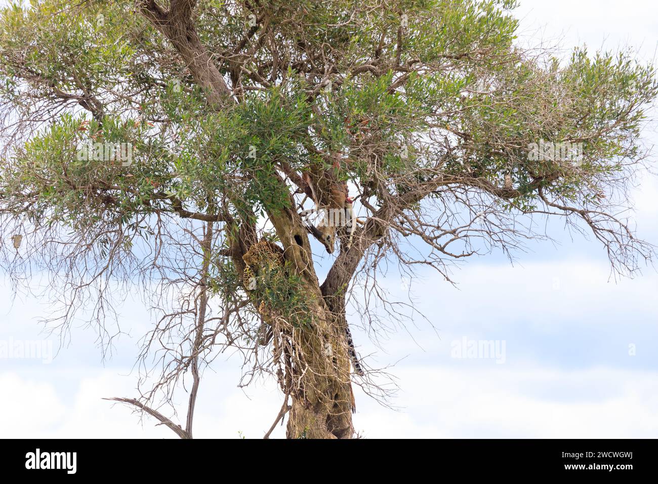Léopard (Panthera pardus) avec tuer (Thompson Gazelle), Masai Mara, Kenya. Banque D'Images