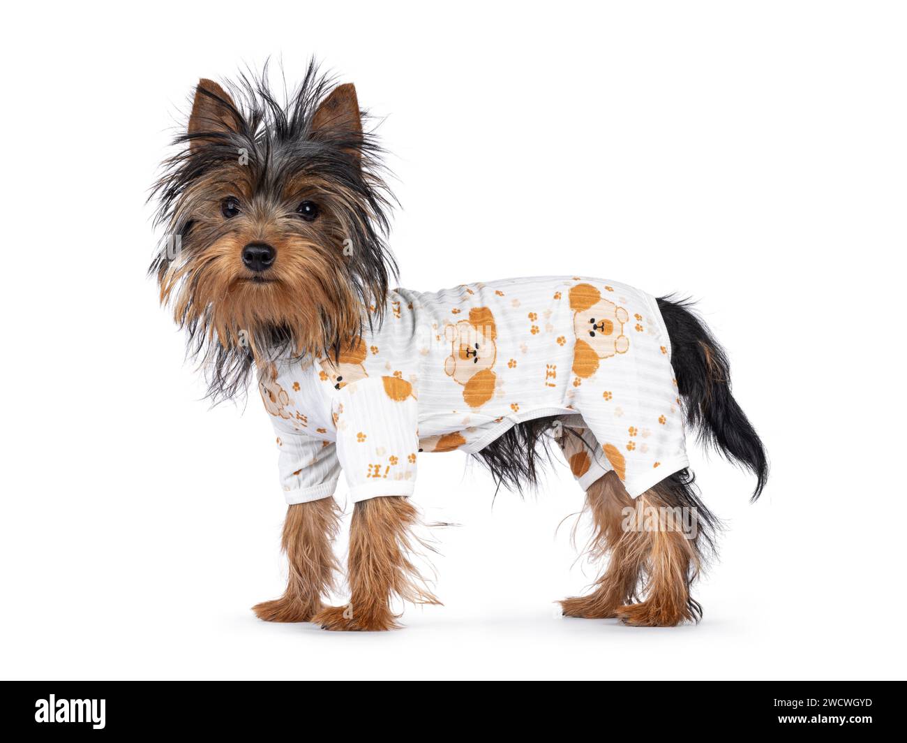 Mignon petit chien noir et tan Yorkshire Terrier chiot, debout sur le côté portant un pyjama. Regarder vers la caméra. Isolé sur fond blanc. Banque D'Images