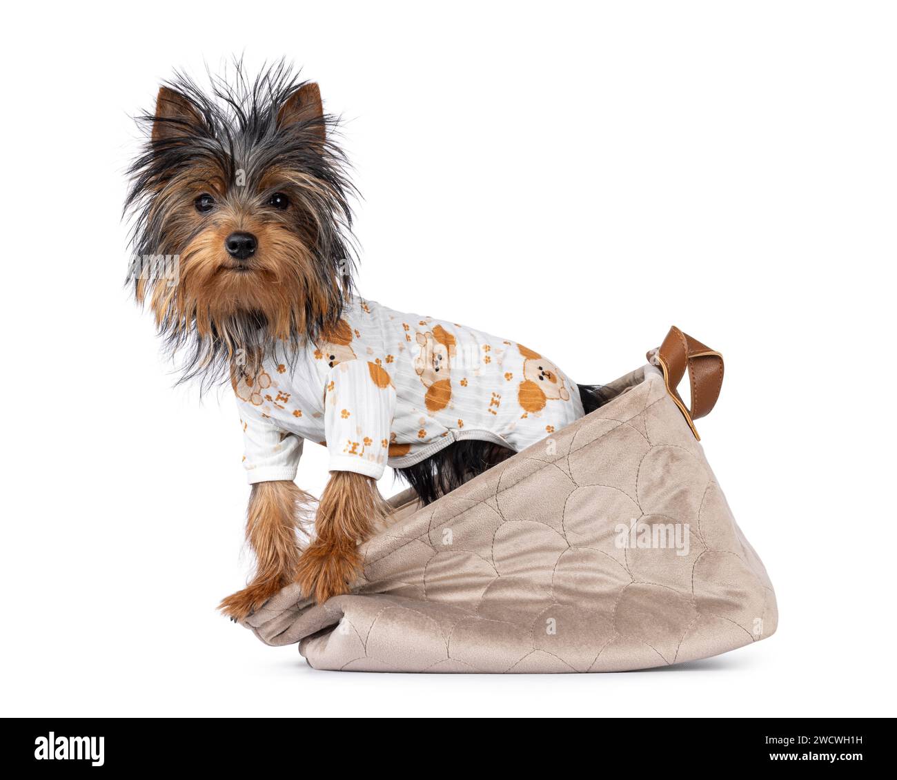 Mignon petit chien noir et tan Yorkshire Terrier chiot, debout sur le côté dans le panier portant un pyjama. Regarder vers la caméra. Isolé sur un backgr blanc Banque D'Images