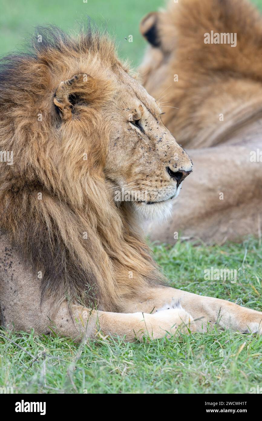 Lions mâles (Panthera leo). Parc national du Masai Mara. Kenya. Banque D'Images
