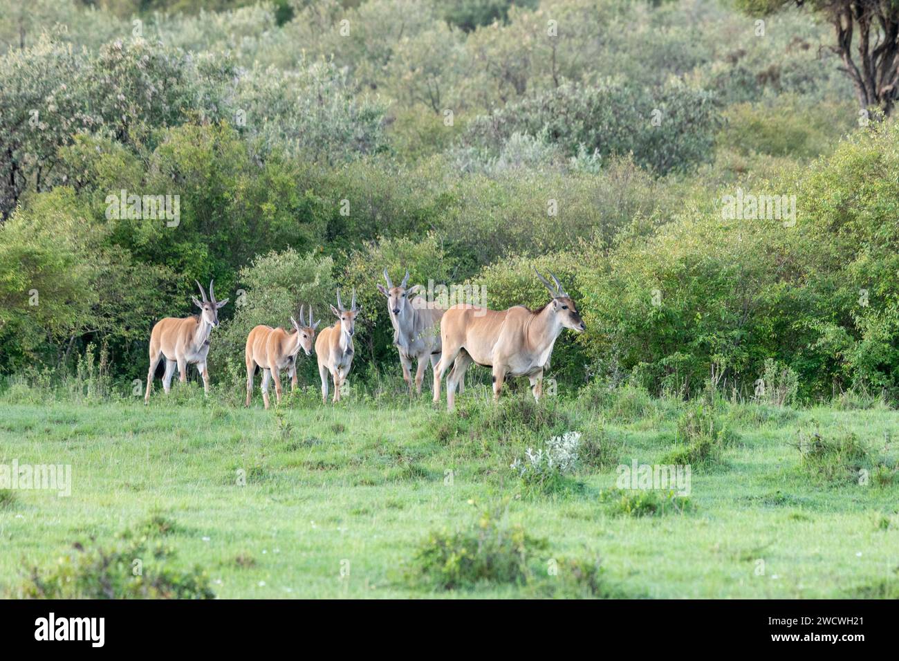 Comon eland, parc national du Masai Mara, Kenya Banque D'Images