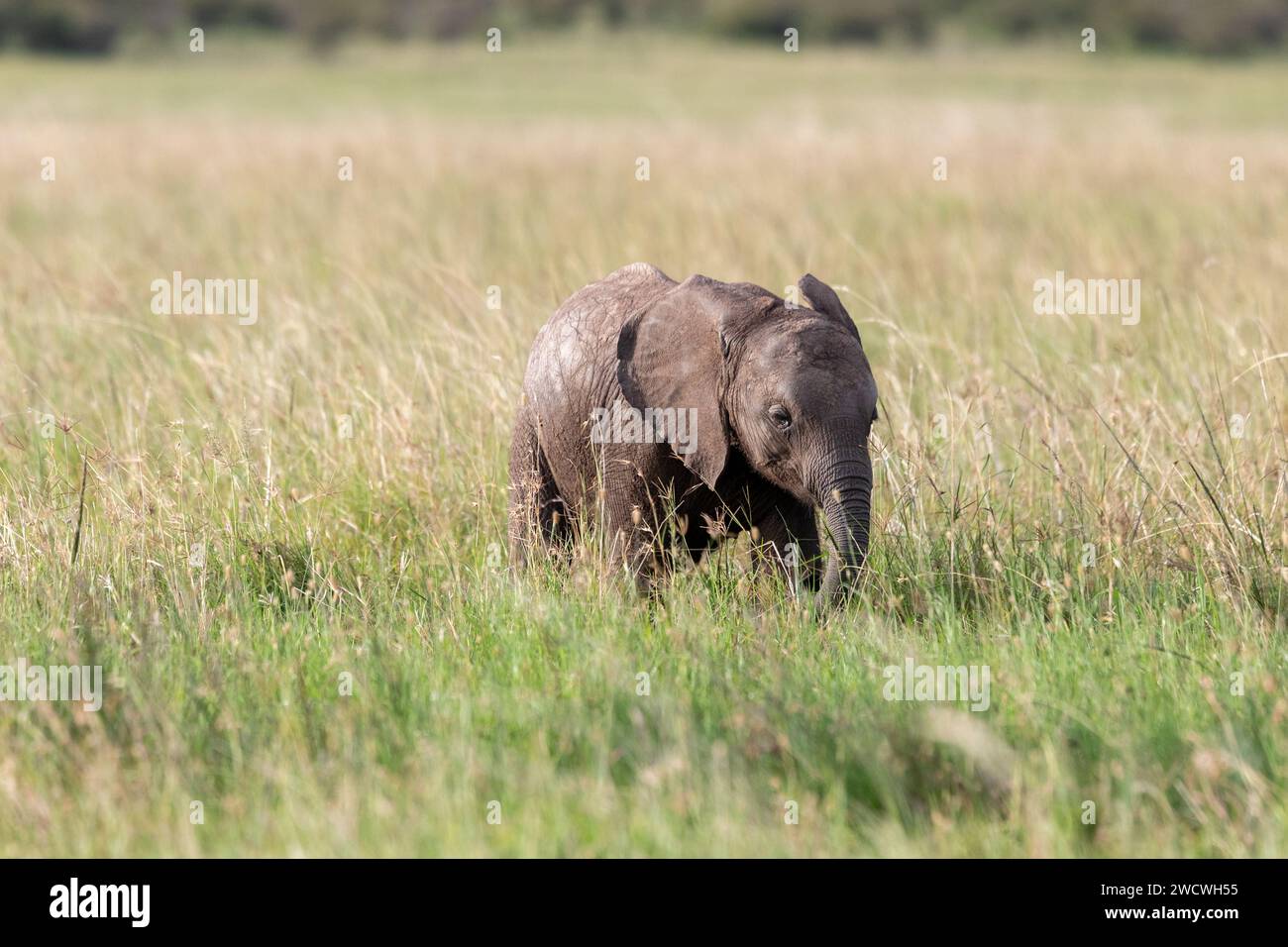 Éléphant d'Afrique (Loxodonta), Masai Mara, Kenya. Banque D'Images
