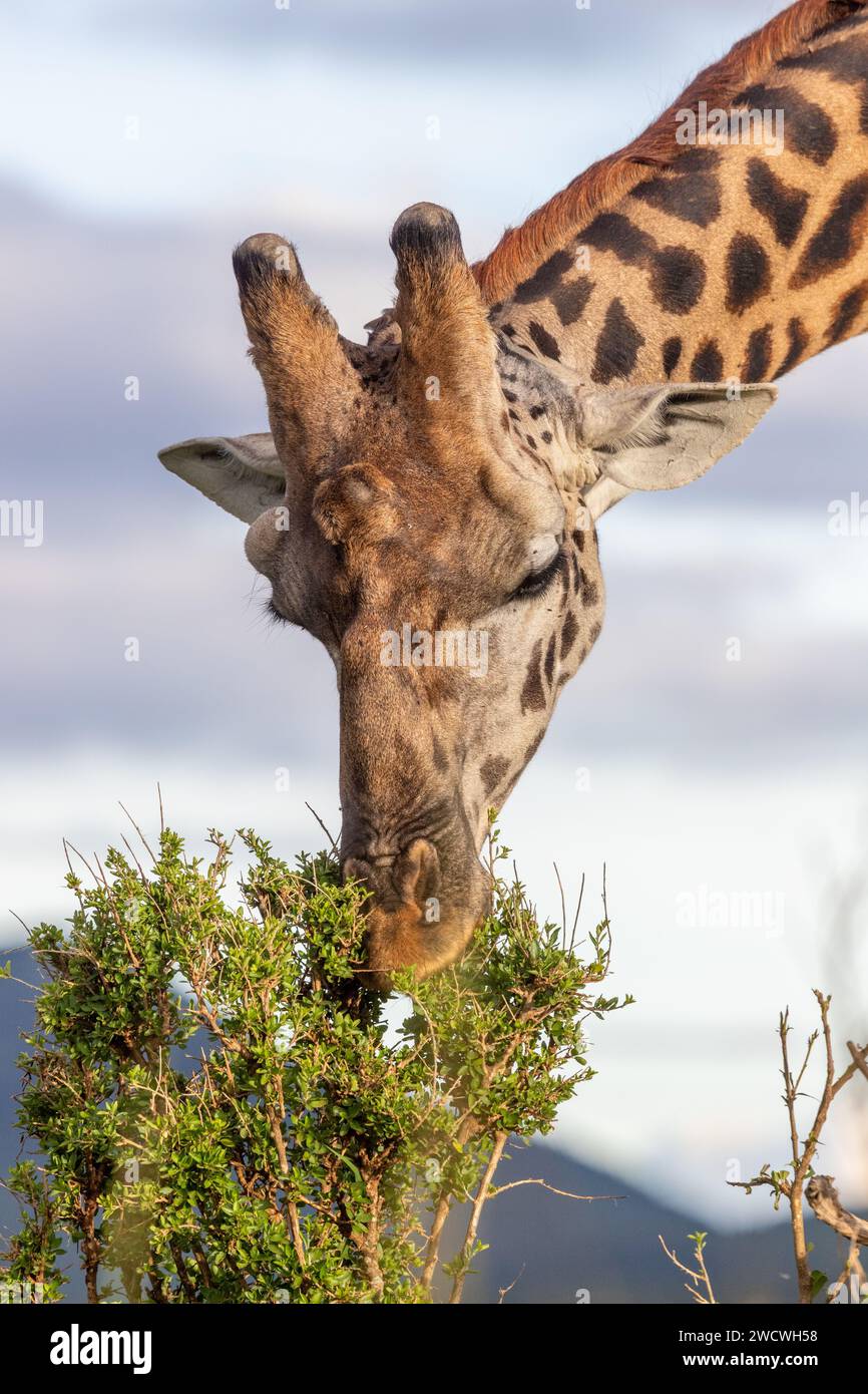 Masai Giraffe (mâle). Parc national du Masai Mara. Banque D'Images