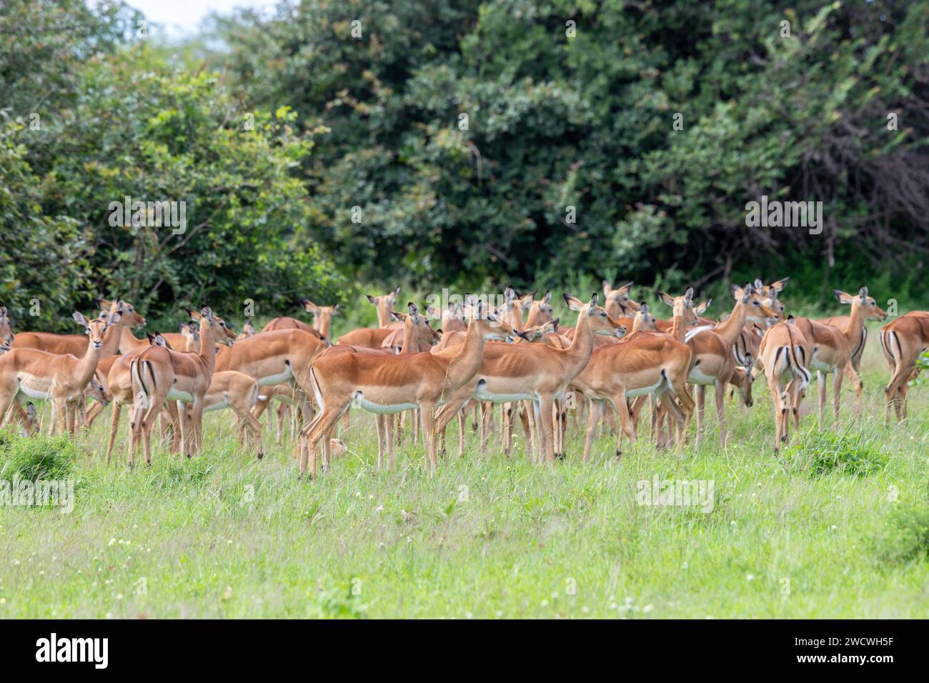 Femelles du troupeau Impala (Rooibok) (Aepyceros melampus). Parc national du Serengeti, Tanzanie. Banque D'Images