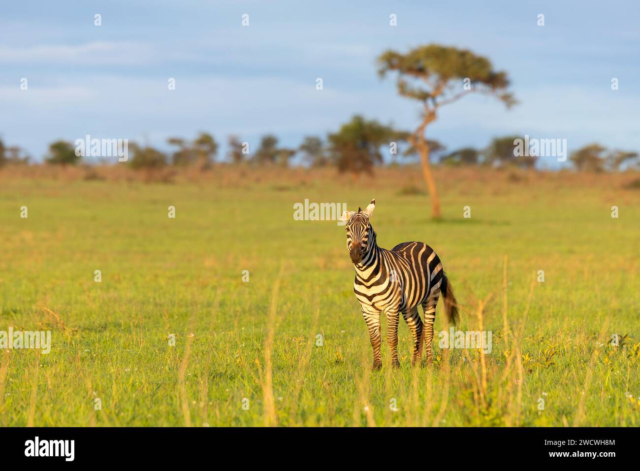 Zèbre des plaines (Equus Quagga) dans les plaines du parc national du Serengeti. Banque D'Images