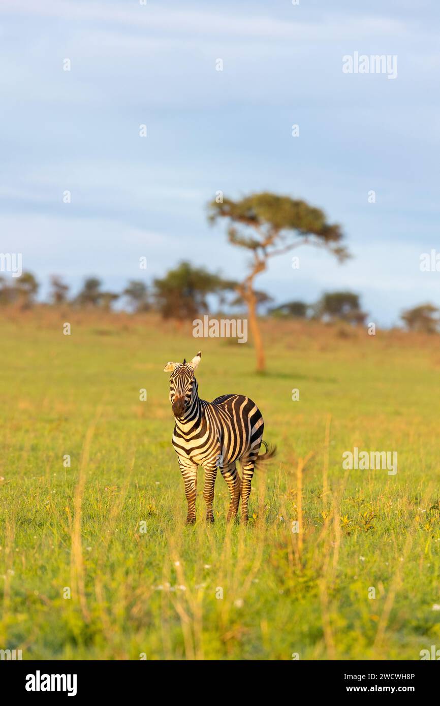 Zèbre des plaines (Equus Quagga) dans les plaines du parc national du Serengeti. Banque D'Images