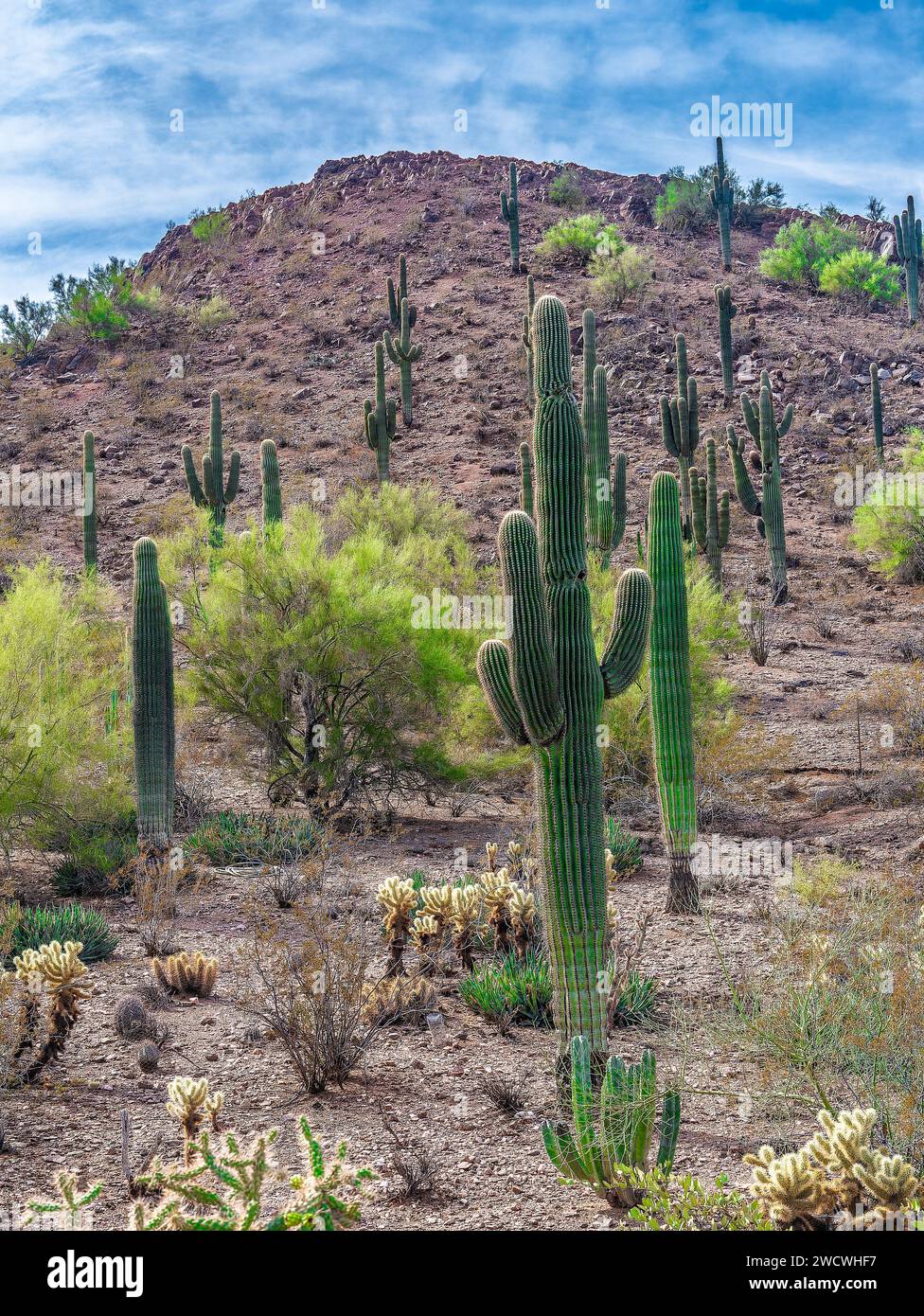 Cactus dans le jardin botanique du désert de Phoenix, Arizona, États-Unis Banque D'Images