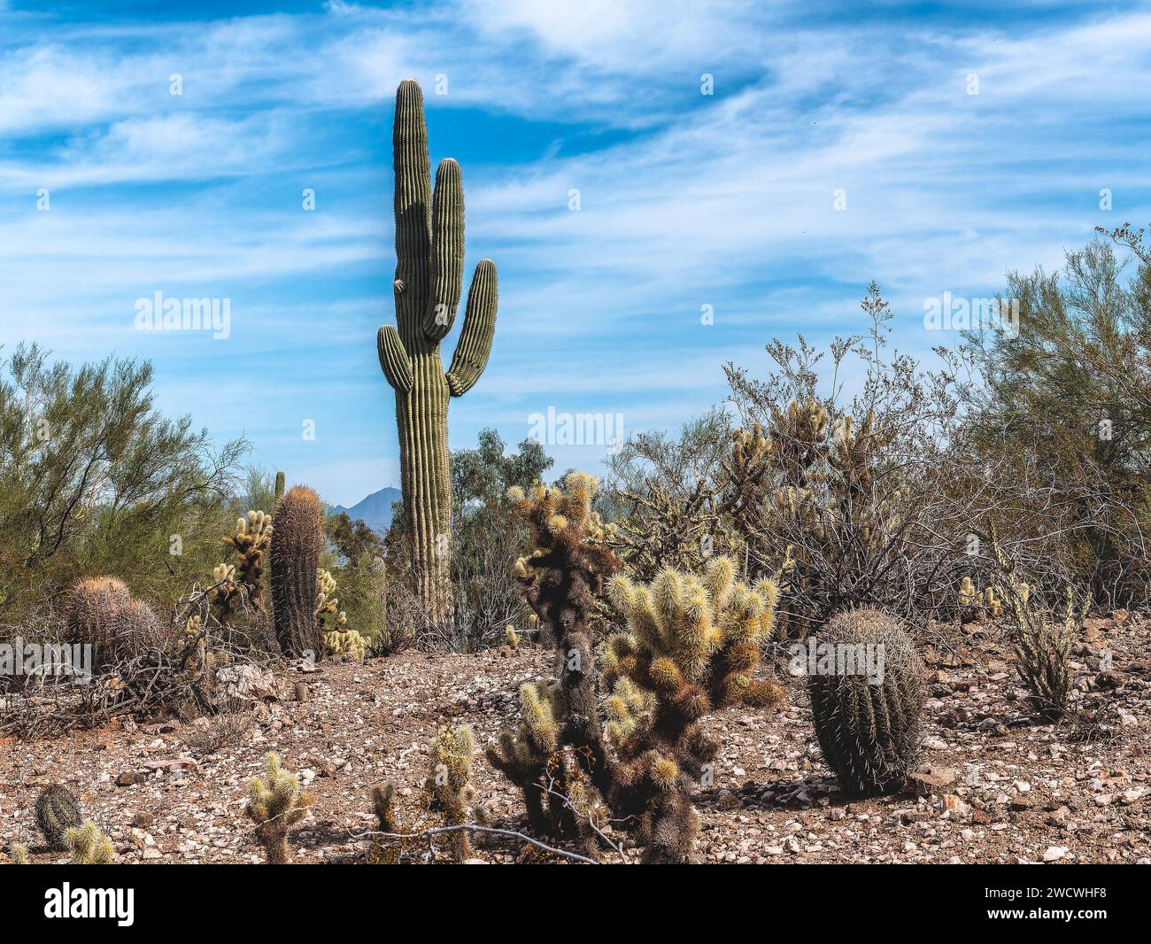 Cactus dans le jardin botanique du désert de Phoenix, Arizona, États-Unis Banque D'Images