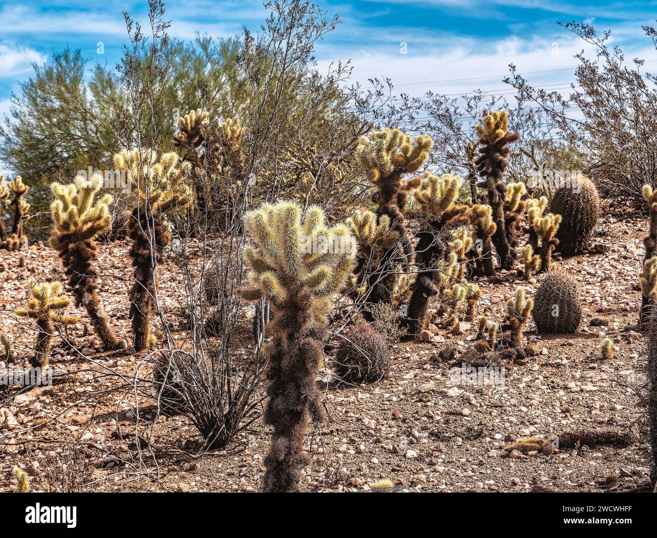 Cactus dans le jardin botanique du désert de Phoenix, Arizona, États-Unis Banque D'Images