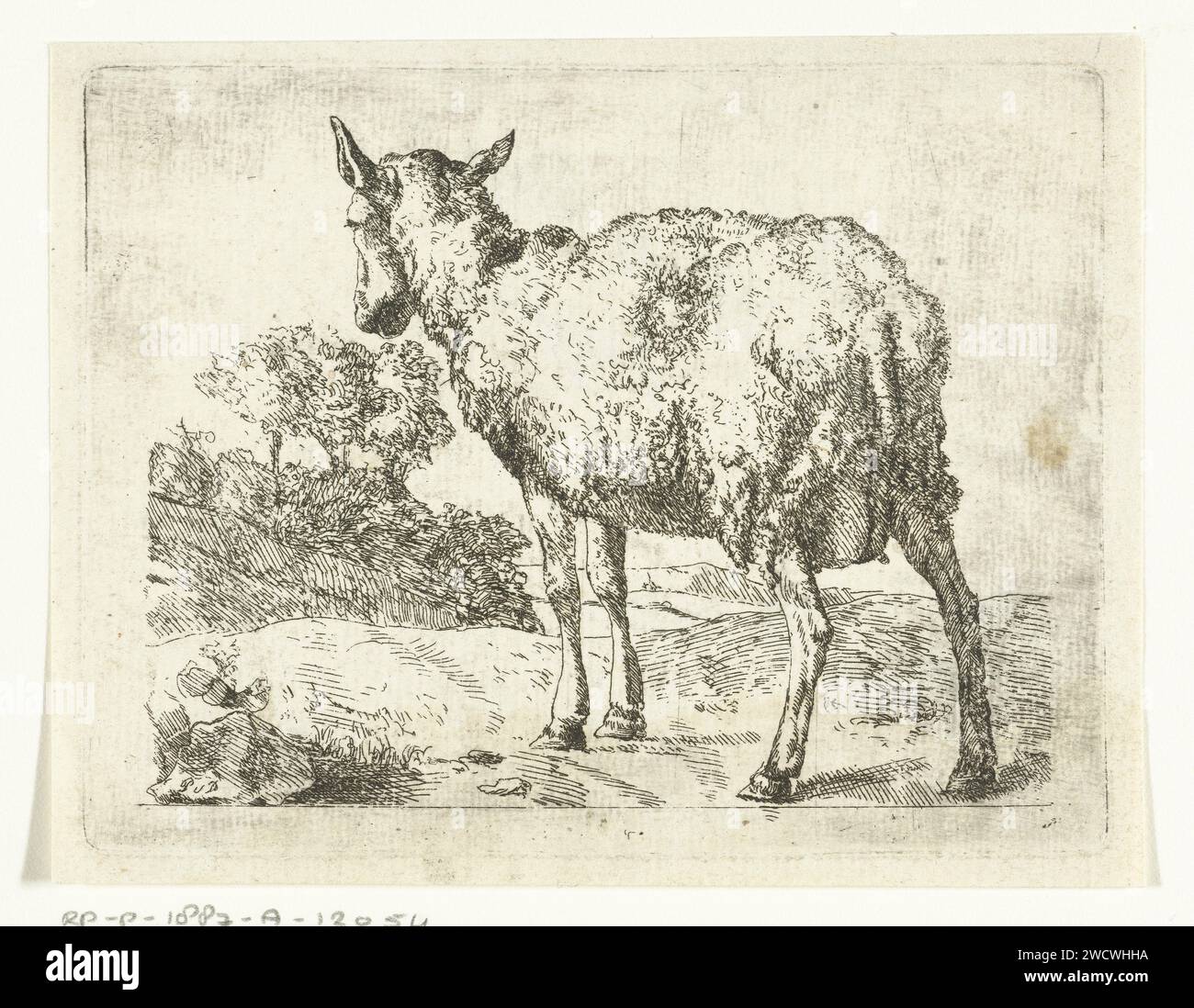 Mouton debout, vu de derrière, anonyme, d'après Marcus de Bye, 1657 - c. 1800 copie, en image miroir, de la cinquième copie de la série Sheep de Bye. papier mordant des moutons Banque D'Images