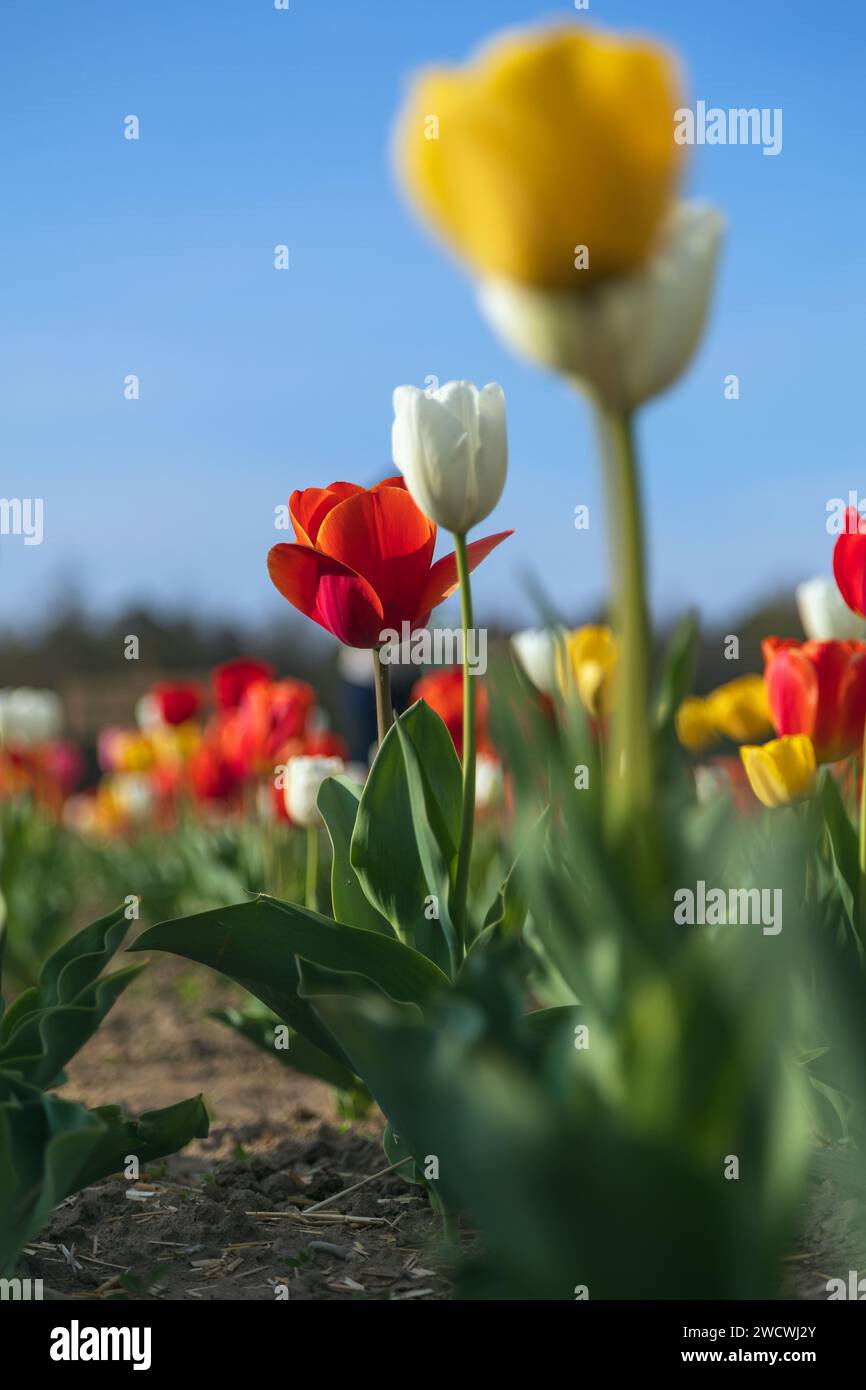 fiorelilla, tulipano, fiore, Banque D'Images