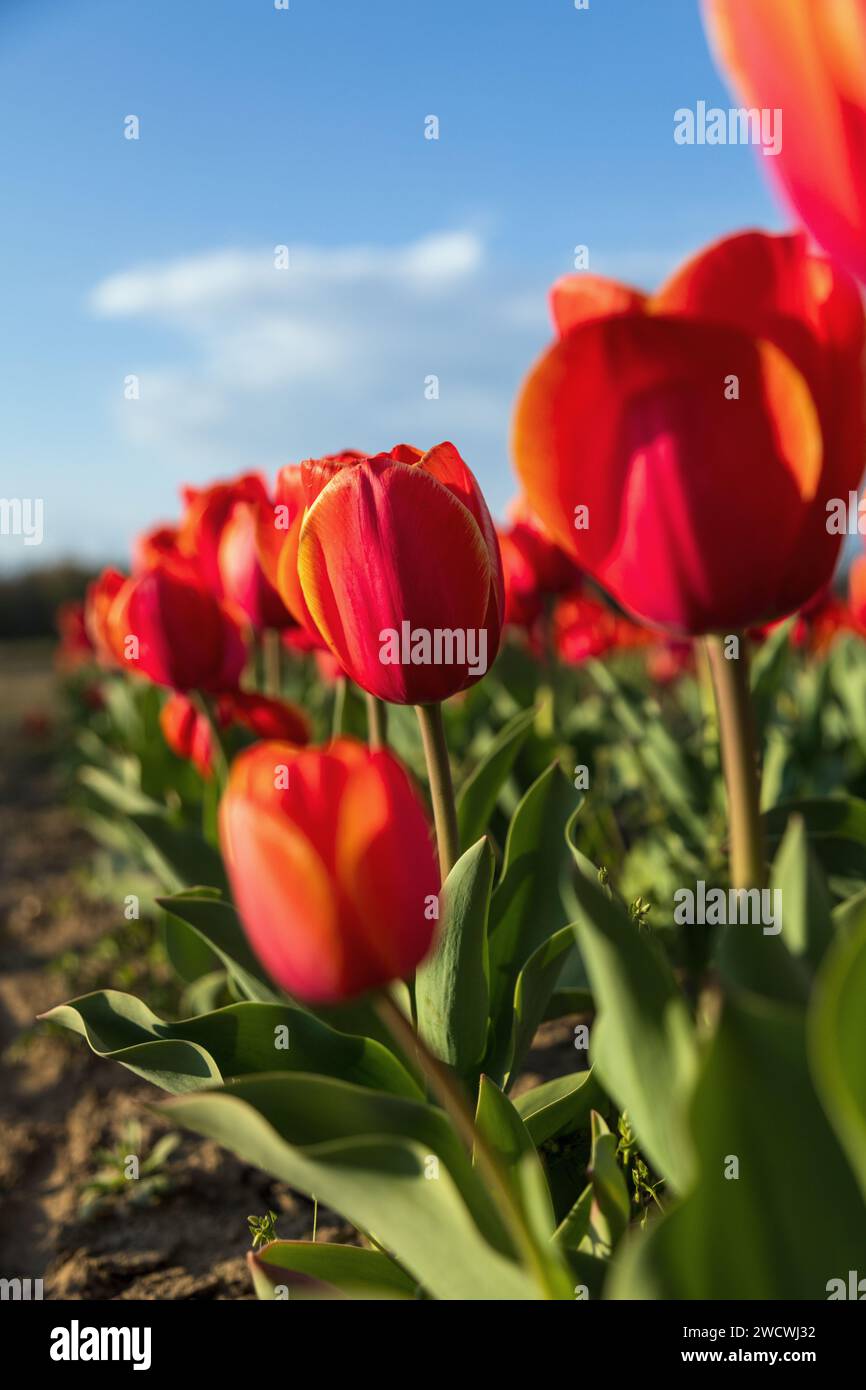 fiorelilla, tulipano, fiore, fioritura, Banque D'Images