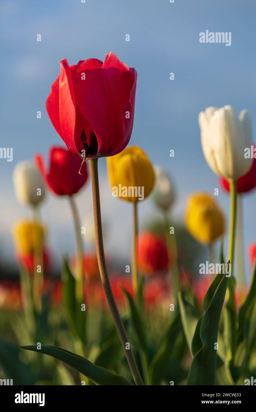 fiorelilla, tulipano, fiore, fioritura, Banque D'Images