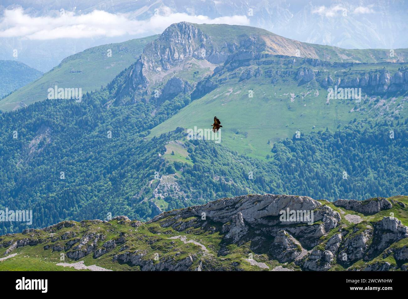 France, Drôme, lus la Croix haute, massif du Dévoluy, randonnée jusqu'au Jocou (2051m), grand oiseau de proie. Banque D'Images