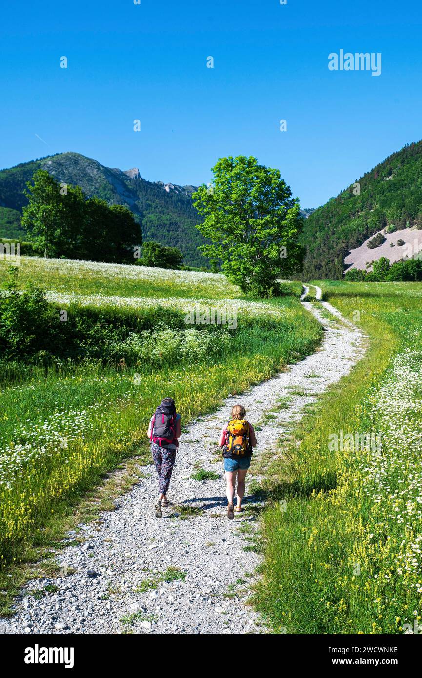 France, Drôme, lus la Croix haute, massif du Dévoluy, randonneurs traversant un pré en fleurs de marguerites dans la vallée de Jarjatte et la montagne de Clairet. Banque D'Images