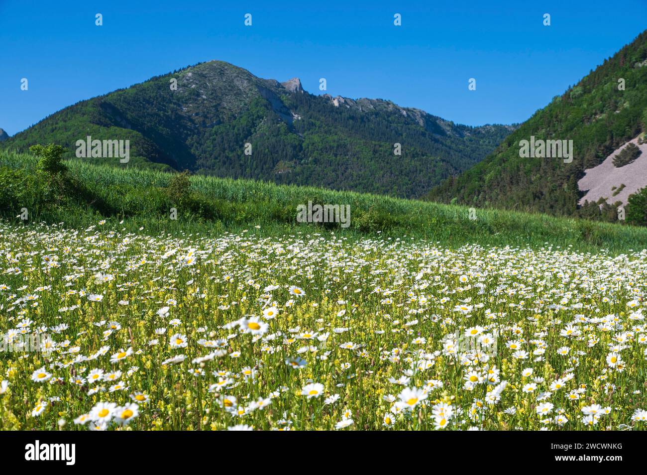 France, Drôme, lus la Croix haute, massif du Dévoluy, prairie de Marguerite dans la vallée de Jarjatte et montagne du Clairet. Banque D'Images