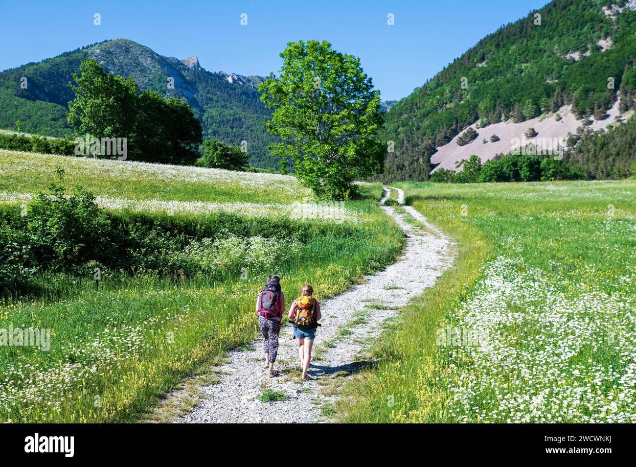 France, Drôme, lus la Croix haute, massif du Dévoluy, randonneurs traversant un pré en fleurs de marguerites dans la vallée de Jarjatte et la montagne de Clairet. Banque D'Images