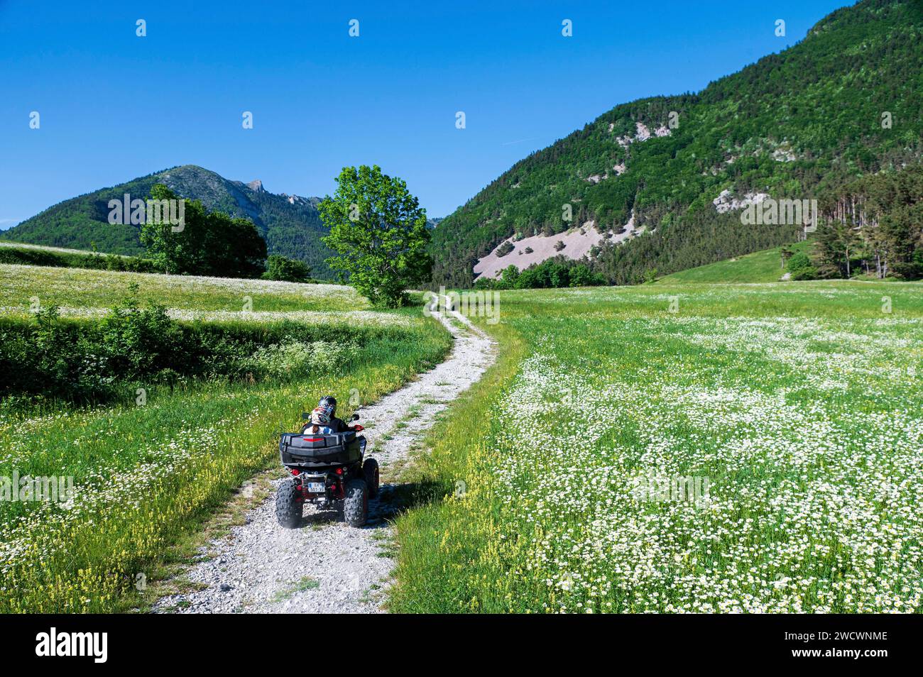 France, Drôme, lus la Croix haute, massif du Dévoluy, quad traversant un pré plein de marguerites dans la vallée de Jarjatte et le mont Clairet. Banque D'Images France, Drôme, lus la Croix haute, massif du Dévoluy, quad traversant un pré plein de marguerites dans la vallée de Jarjatte et le mont Clairet. Banque D'Images