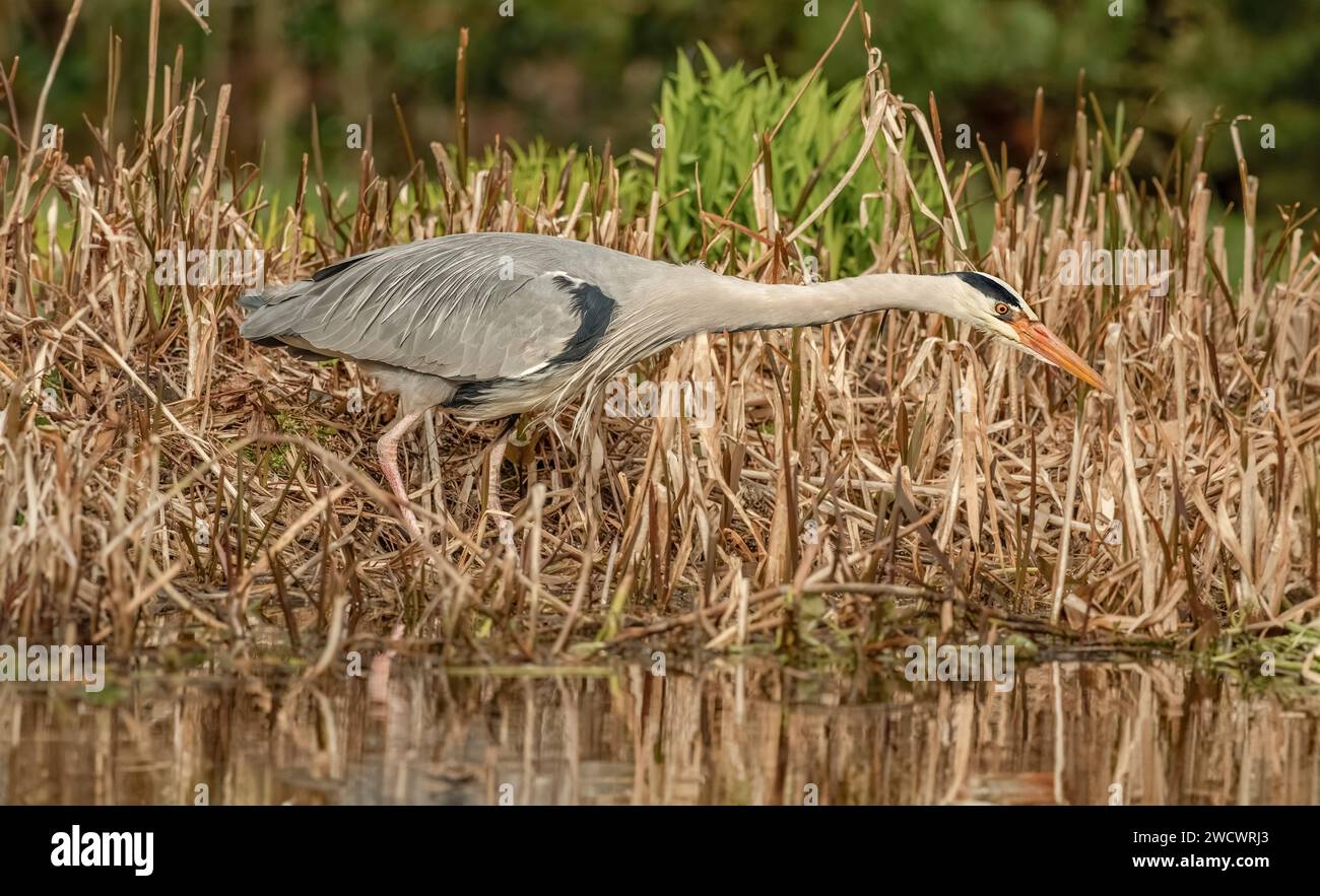 héron gris, pêche dans un lac de près, au royaume-uni en hiver Banque D'Images