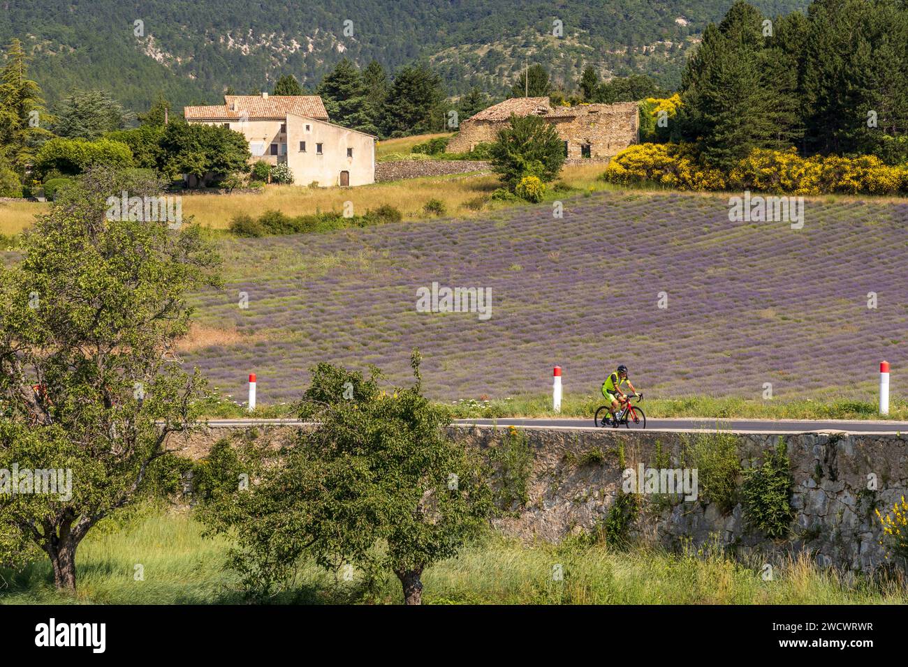 France, Vaucluse, Parc naturel régional du Mont Ventoux, Aurel, champ de lavande Banque D'Images