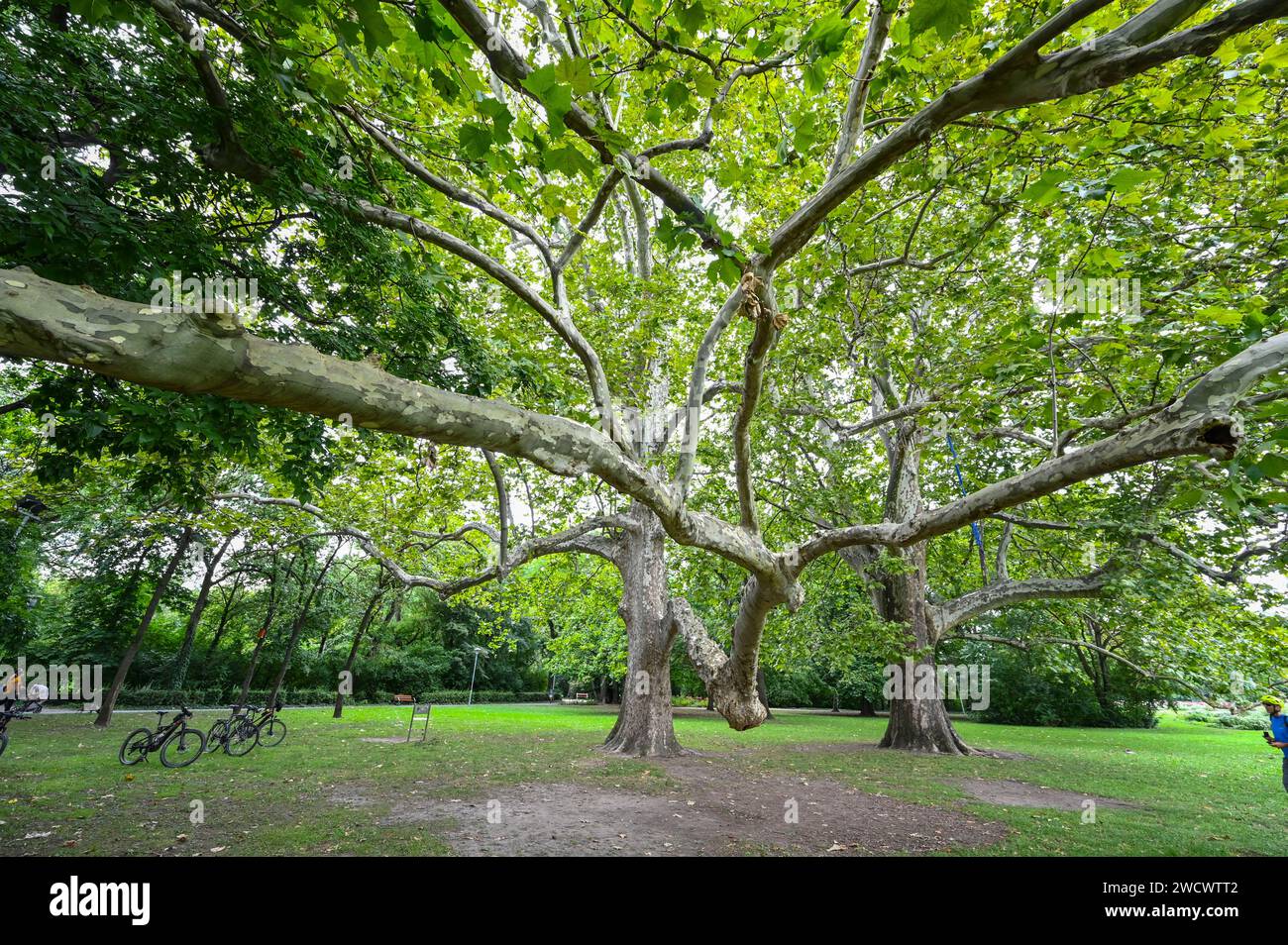 Hongrie, Budapest, sur l'Euro bike 6, , un énorme platane remarquable dans le parc public de Margaret Island Banque D'Images